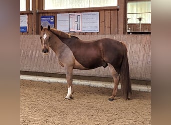 Schweres Warmblut Mix, Wallach, 13 Jahre, 155 cm, Dunkelfuchs