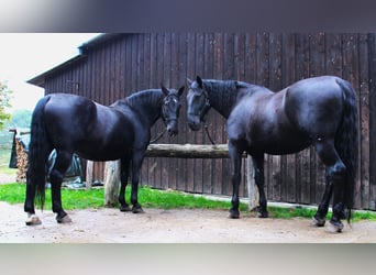Schweres Warmblut Mix, Wallach, 13 Jahre, 180 cm, Rappe