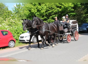 Schweres Warmblut Mix, Wallach, 13 Jahre, 180 cm, Rappe