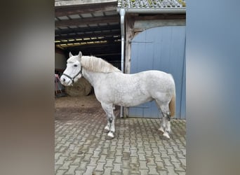 Schweres Warmblut, Wallach, 14 Jahre, 158 cm, Schimmel