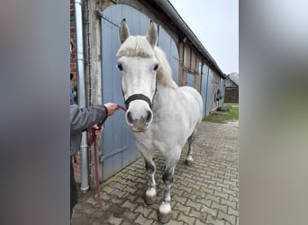 Schweres Warmblut, Wallach, 14 Jahre, 158 cm, Schimmel