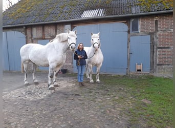 Schweres Warmblut, Wallach, 14 Jahre, 158 cm, Schimmel
