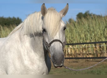 Schweres Warmblut, Wallach, 14 Jahre, 158 cm, Schimmel