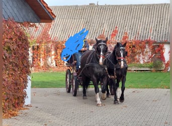 Schweres Warmblut, Wallach, 14 Jahre, 172 cm, Rappe