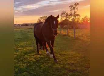 Schweres Warmblut, Wallach, 15 Jahre, 175 cm, Rappe