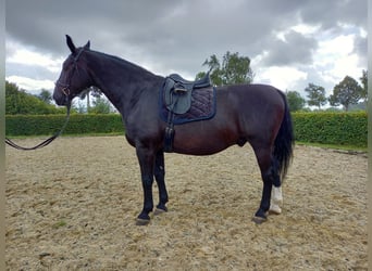 Schweres Warmblut, Wallach, 16 Jahre, 165 cm, Rappe