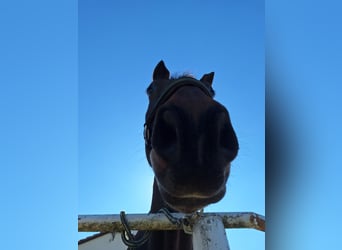 Schweres Warmblut, Wallach, 16 Jahre, 168 cm