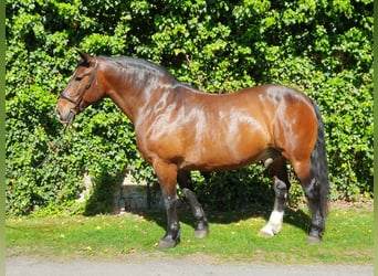 Schweres Warmblut, Wallach, 16 Jahre, 168 cm, Dunkelbrauner
