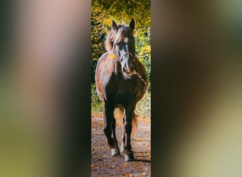Schweres Warmblut Mix, Wallach, 17 Jahre, 150 cm, Dunkelfuchs
