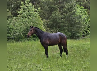 Schweres Warmblut, Wallach, 1 Jahr, 168 cm, Dunkelbrauner