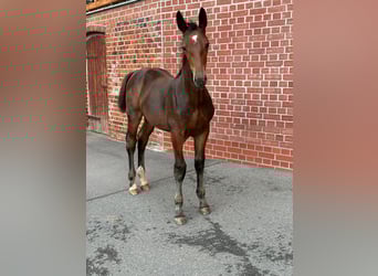 Schweres Warmblut, Wallach, 1 Jahr, Brauner