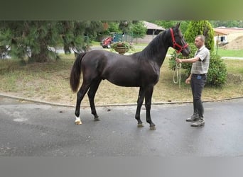 Schweres Warmblut, Wallach, 1 Jahr, Rappe