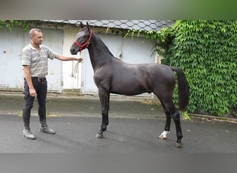 Schweres Warmblut, Wallach, 1 Jahr, Rappe