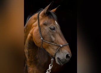 Schweres Warmblut, Wallach, 21 Jahre, 161 cm, Brauner