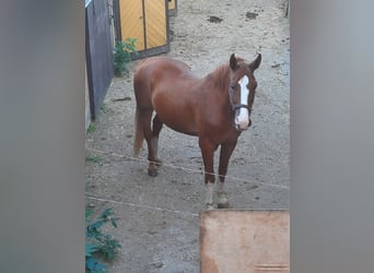 Schweres Warmblut, Wallach, 21 Jahre, 175 cm, Fuchs