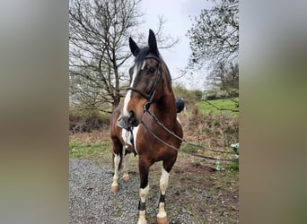Schweres Warmblut, Wallach, 22 Jahre, 163 cm, Schecke