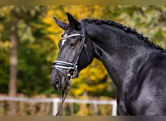 Schweres Warmblut, Wallach, 2 Jahre, 163 cm, Rappe