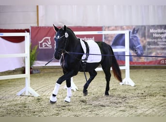 Schweres Warmblut, Wallach, 2 Jahre, 164 cm, Rappe