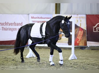 Schweres Warmblut, Wallach, 2 Jahre, 164 cm, Rappe