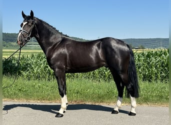 Schweres Warmblut, Wallach, 3 Jahre, 158 cm, Rappe