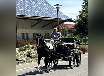 Schweres Warmblut, Wallach, 3 Jahre, 158 cm, Rappe