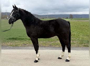 Schweres Warmblut, Wallach, 3 Jahre, 158 cm, Rappe