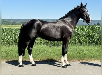 Schweres Warmblut, Wallach, 3 Jahre, 158 cm, Rappe