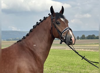 Schweres Warmblut Mix, Wallach, 3 Jahre, 160 cm, Brauner
