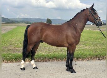 Schweres Warmblut Mix, Wallach, 3 Jahre, 160 cm, Brauner