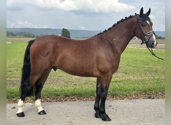 Schweres Warmblut Mix, Wallach, 3 Jahre, 160 cm, Brauner