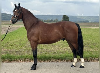 Schweres Warmblut Mix, Wallach, 3 Jahre, 160 cm, Brauner