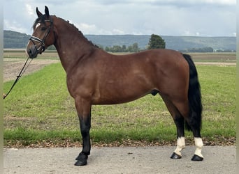 Schweres Warmblut Mix, Wallach, 3 Jahre, 160 cm, Brauner