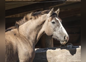 Schweres Warmblut, Wallach, 3 Jahre, 160 cm, Braunfalbschimmel