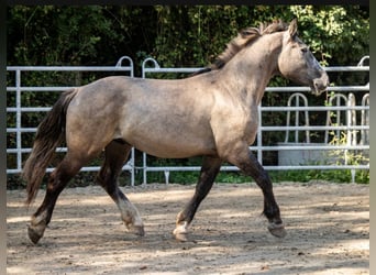 Schweres Warmblut, Wallach, 3 Jahre, 160 cm, Braunfalbschimmel