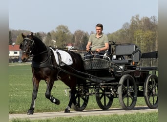 Schweres Warmblut, Wallach, 3 Jahre, 160 cm, Dunkelbrauner