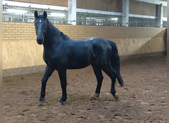 Schweres Warmblut, Wallach, 3 Jahre, 160 cm, Dunkelbrauner