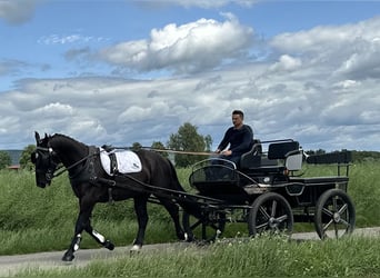Schweres Warmblut, Wallach, 3 Jahre, 160 cm, Rappe