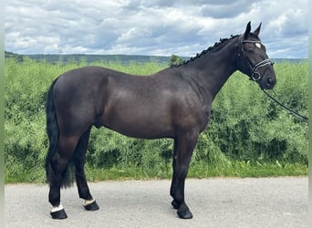 Schweres Warmblut, Wallach, 3 Jahre, 160 cm, Rappe