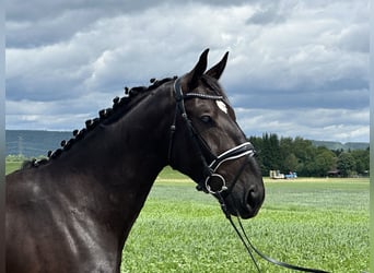 Schweres Warmblut, Wallach, 3 Jahre, 160 cm, Rappe