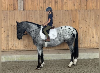 Schweres Warmblut Mix, Wallach, 3 Jahre, 160 cm, Tigerschecke
