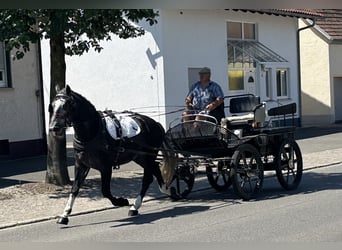Schweres Warmblut, Wallach, 3 Jahre, 162 cm, Apfelschimmel