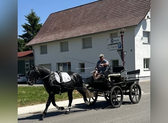 Schweres Warmblut, Wallach, 3 Jahre, 162 cm, Apfelschimmel