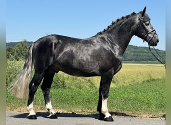 Schweres Warmblut, Wallach, 3 Jahre, 162 cm, Apfelschimmel
