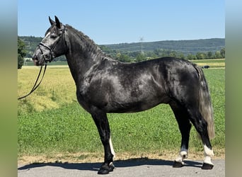 Schweres Warmblut, Wallach, 3 Jahre, 162 cm, Apfelschimmel