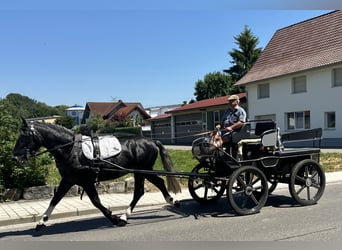 Schweres Warmblut, Wallach, 3 Jahre, 162 cm, Apfelschimmel