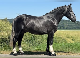 Schweres Warmblut, Wallach, 3 Jahre, 162 cm, Apfelschimmel