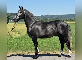 Schweres Warmblut, Wallach, 3 Jahre, 162 cm, Apfelschimmel