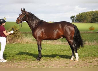 Schweres Warmblut, Wallach, 3 Jahre, 162 cm, Brauner