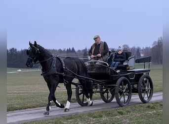 Schweres Warmblut, Wallach, 3 Jahre, 162 cm, Rappe