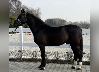 Schweres Warmblut, Wallach, 3 Jahre, 162 cm, Rappe